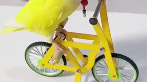 Cycling parrot 🐦🐦 cute parrot