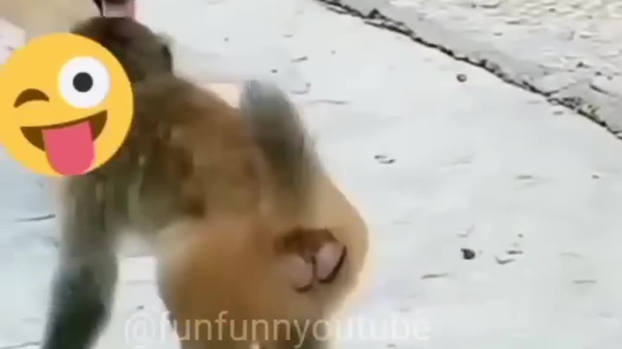 Funny animal