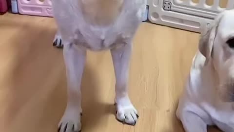 Funny dog eating😄