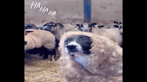 Funniest Cat And Dogs 😂 Funny Animal Videos