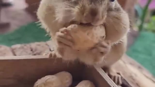 cute chipmunk trying to take as many peanuts as possible.