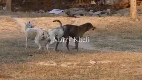 Dogs quarrel over a female dog, see what happened