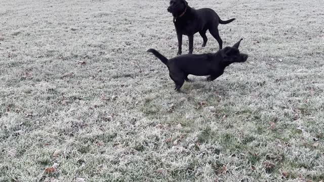 Black Lab Has Serious Zoomies