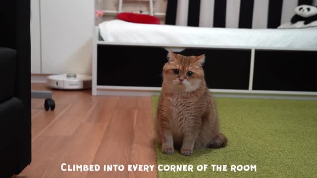 Hosico met a robot vacuum cleaner