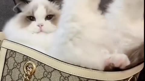 Cat funny videos