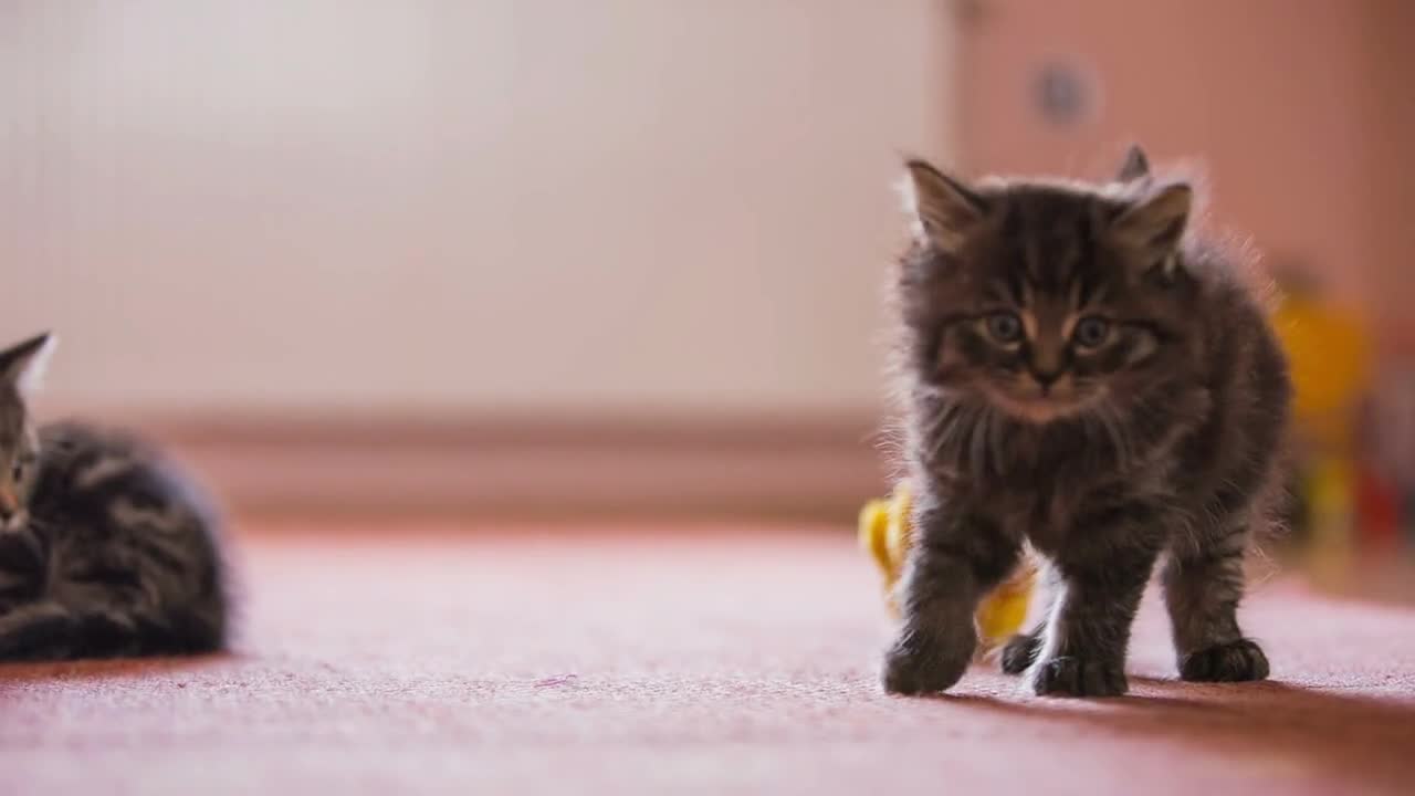 Cute kitten walk towards the camera low angle