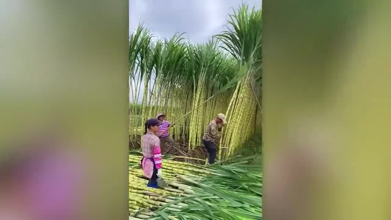 VÍDEOS SATISFATÓRIOS DE TRABALHADORES FAZENDO SEU TRABALHO .