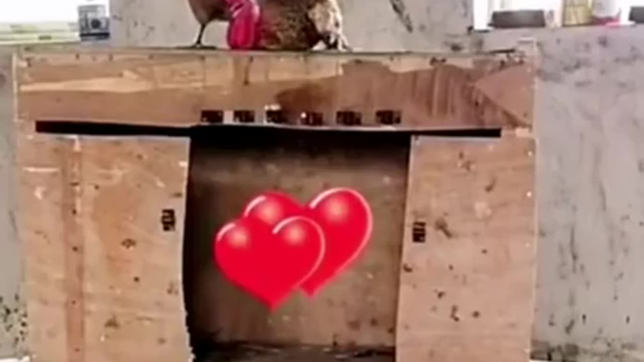 LOVE ❤️ IS POWERFUL WATCH THIS HEN RELEASE ALL THE LOCKS FOR HER ROOSTER