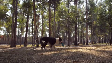 Dog catches a frisbee in mid-air