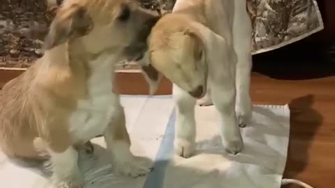 Little Jim the Dog and Champ the Goat are Best Friends