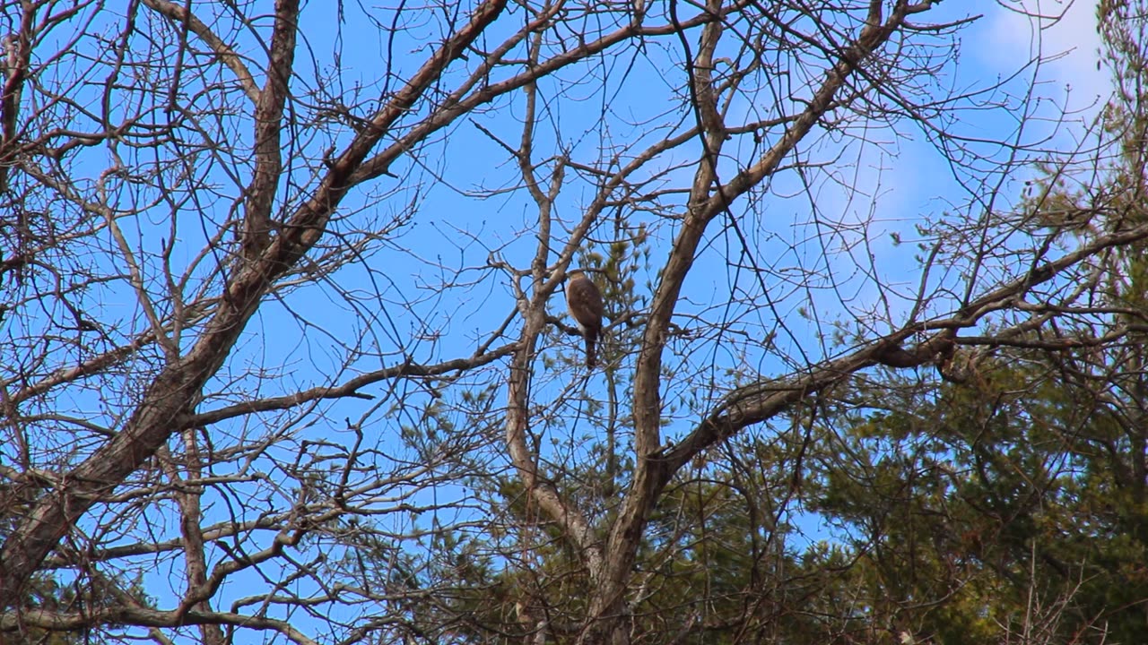 Cooper's Hawk On The Prowl