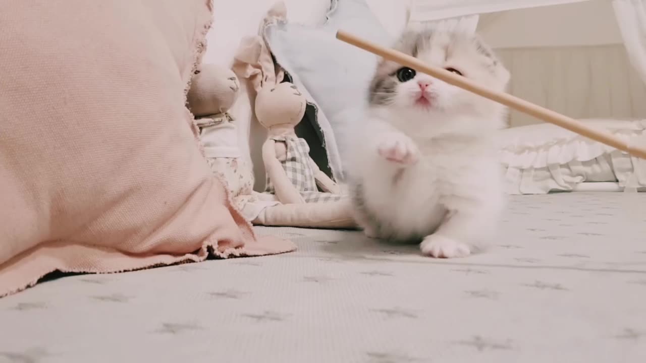 Cute Cat Funny Activities! Playing Cat in Home!