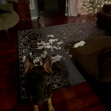 Embarrassed puppy gets a lecture for shredding toilet paper