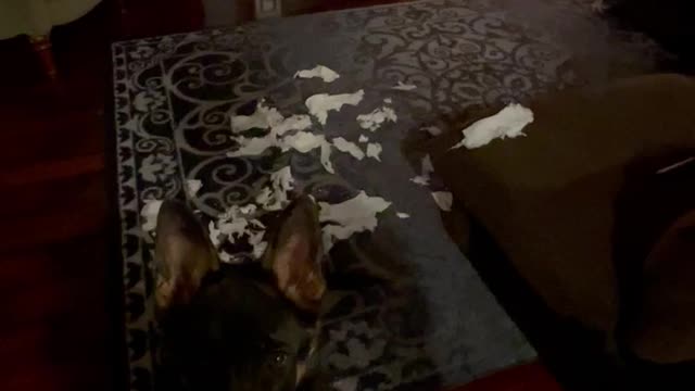 Embarrassed puppy gets a lecture for shredding toilet paper