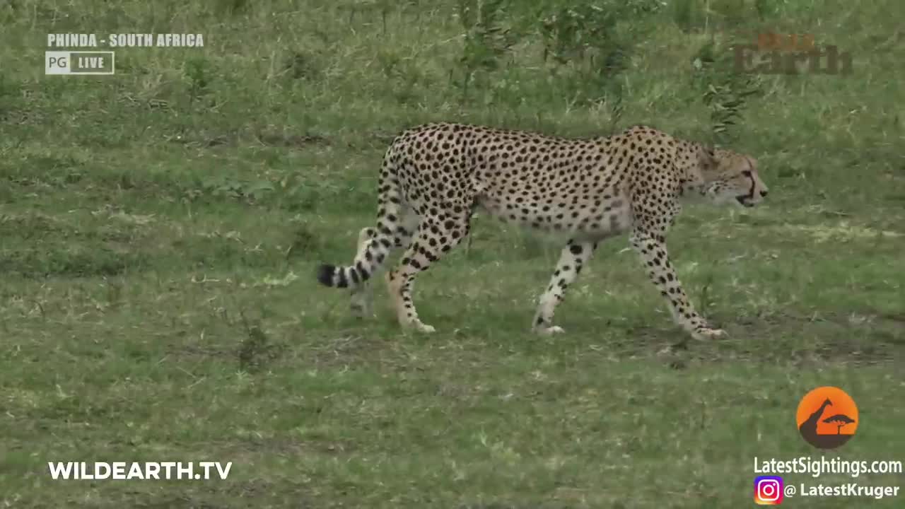 Crocodile Catches Cheetah