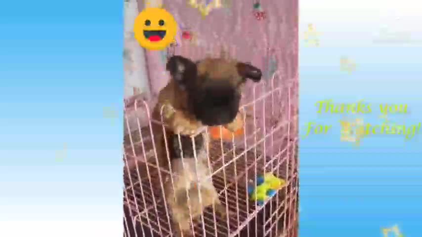 Cute Pets And Funny Animals Compilation