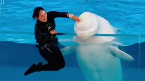 Amazing beluga dolphin