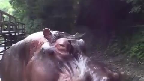 A naughty Hippo