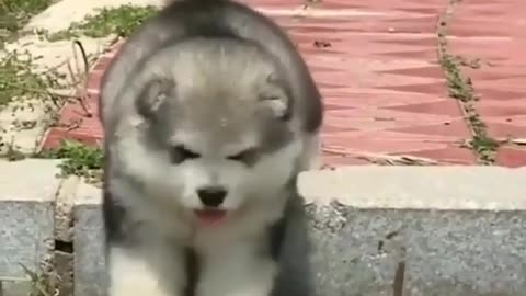 Cute and funny dog videos #6