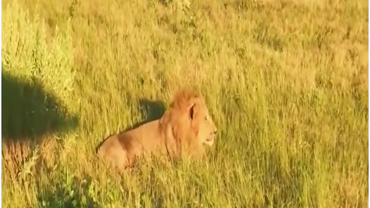 Best animals video