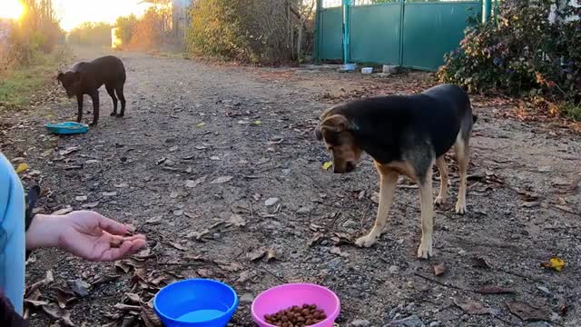 Stray Dog Gives me his Love Gratuitously