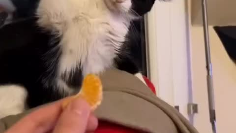 Cat funny video, animal funny video