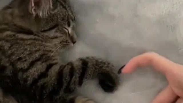 cute cat❤#shorts #cutecat #cat