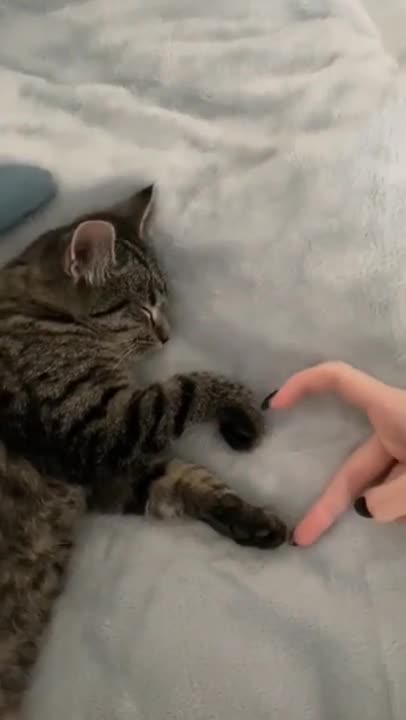 cute cat❤#shorts #cutecat #cat