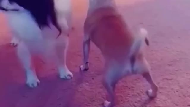 Best Funny Animal Videos 2023 😂😺 - Funniest Dogs And Cats Videos 😇