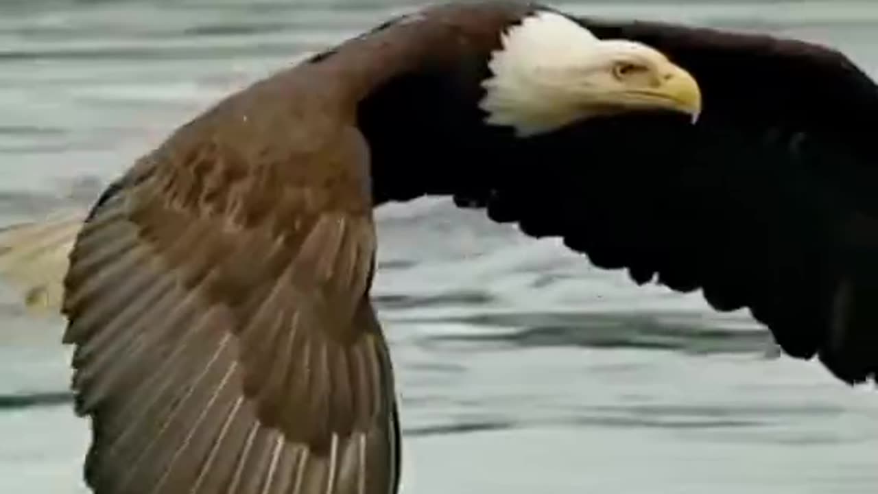 Eagle eat a fish