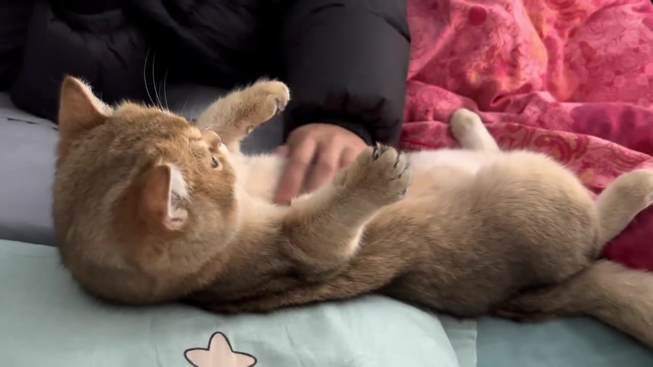 Super gentle and cute kitty sleeps with me so warm!Cute and interesting animal video