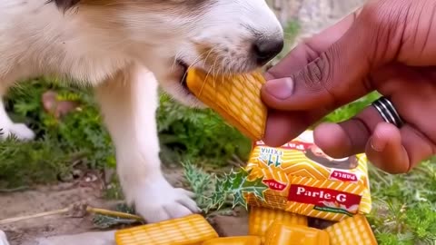 Sweet dog video