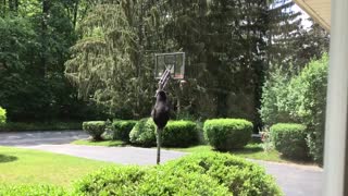 Mama Bear Climbs Hoop to Feed Cubs