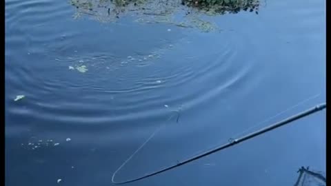 I caught a freshwater shark