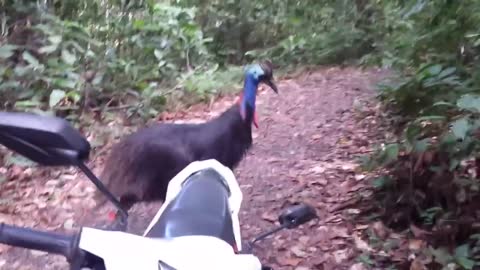 Cassowary