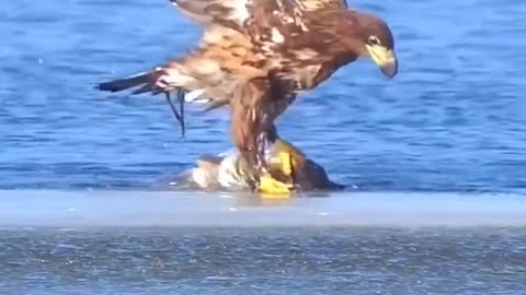 Eagle catch a big fish