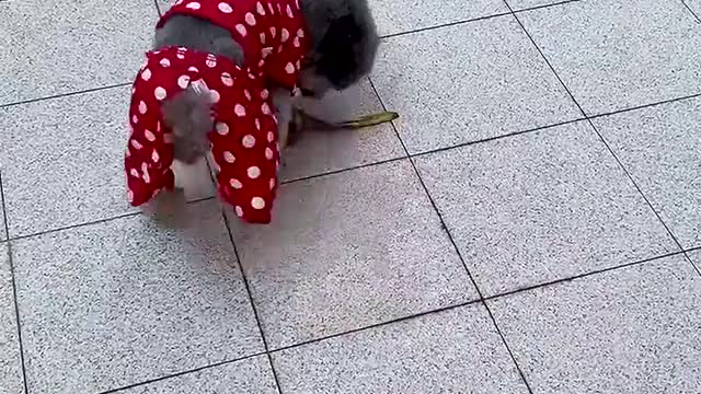 dog that rescues babies