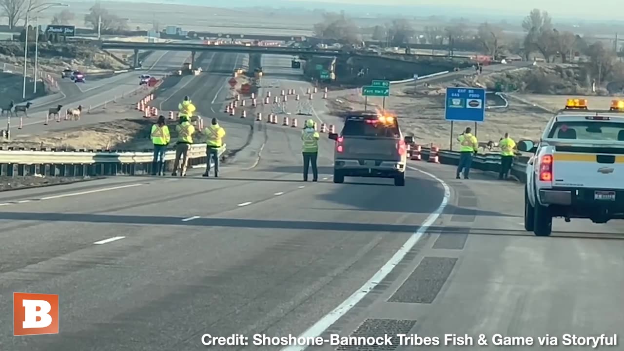 ELK-CROSSING! — Herds of Elk Move Across Idaho Interstate