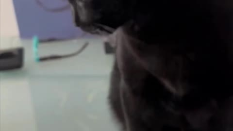 Adopting a Cat from a Shelter Vlog - Cute Precious Piper Stalking Her Ball #shorts