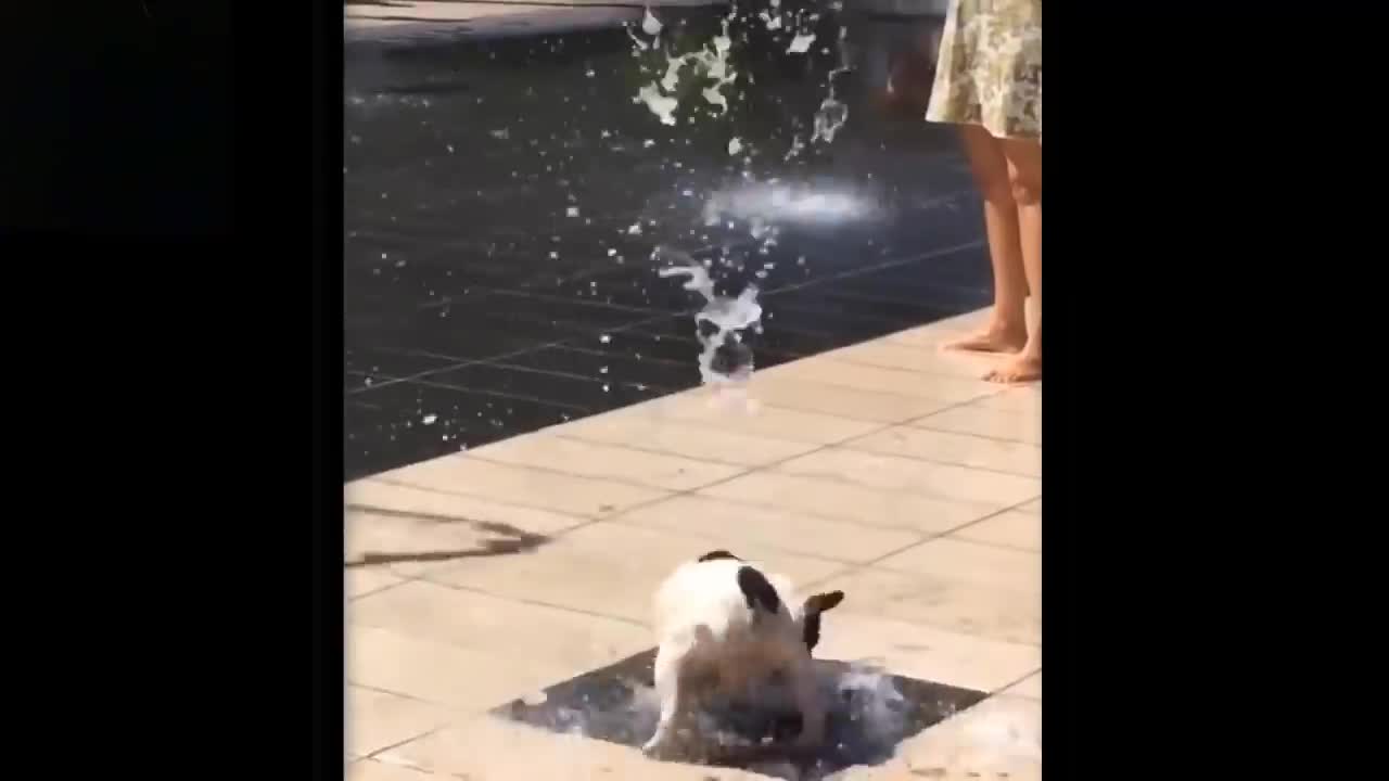 Baby Pets - Cute and Funny Pets Videos Compilation