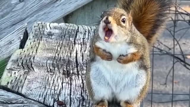 The squirrels are NOT polite in Canada 🍁🐿🤧 . . . .