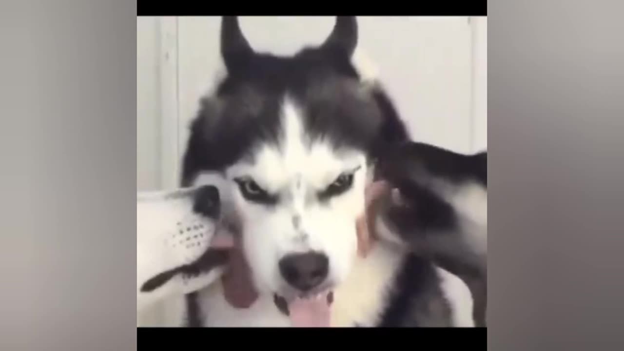 Very funny Video with Animals 🤣🤣