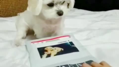 Cute and funny Puppies video