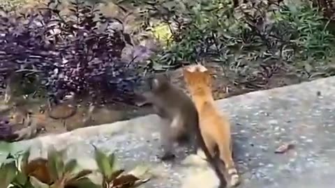 Monkey & Kitten Pals