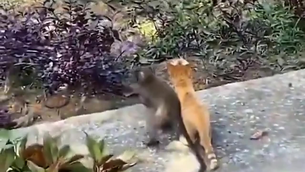 Monkey & Kitten Pals