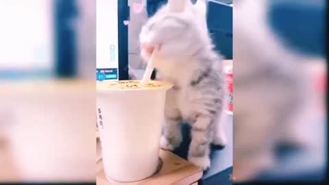 Baby Cats - Cute and Funny Cat Videos Compilation