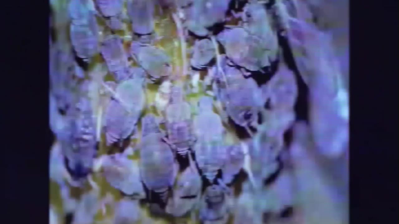 BINAURALEXPULSION 98