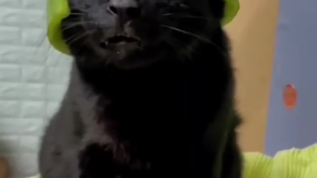 All of the world famous funny cat video