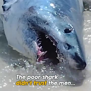 All animals deserve to be saved when in need ❤️