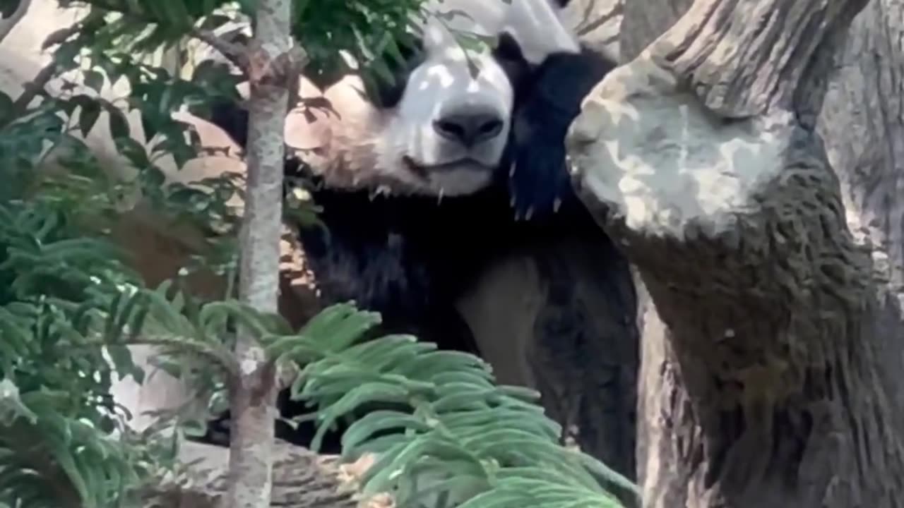 panda at the zoo